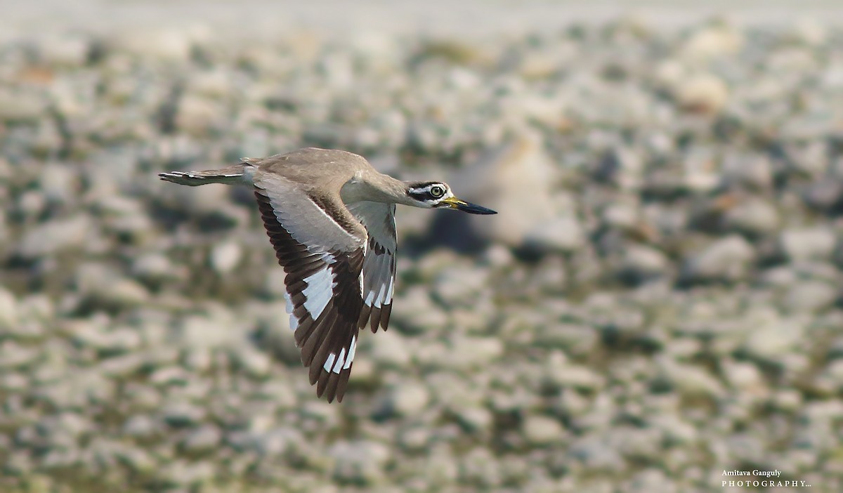 Great Thick-knee - ML86798341