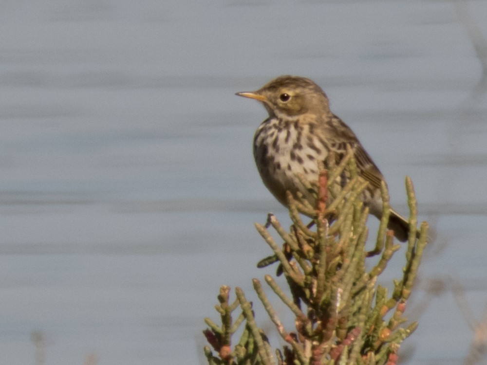Meadow Pipit - ML86801841