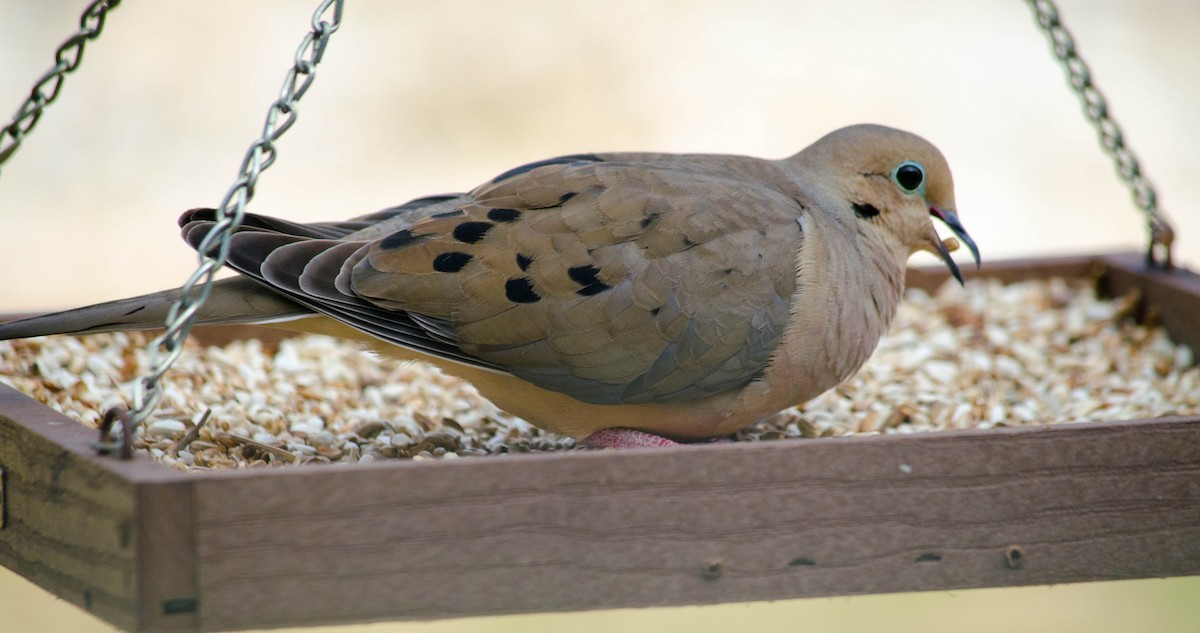 Mourning Dove - David Guerra