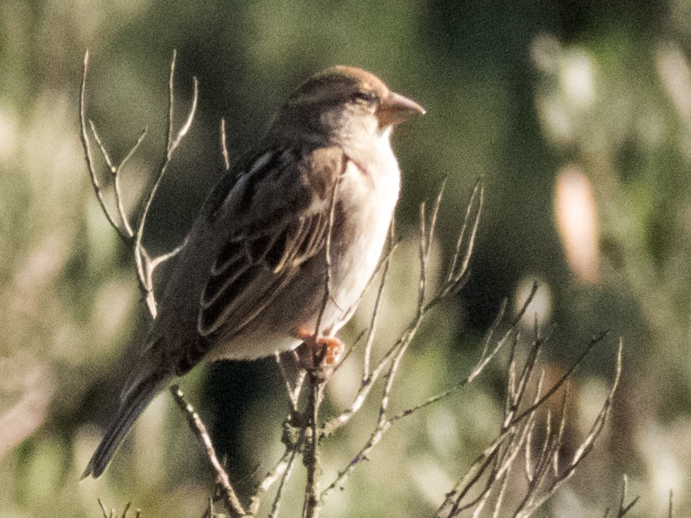 Spanish Sparrow - ML86802481