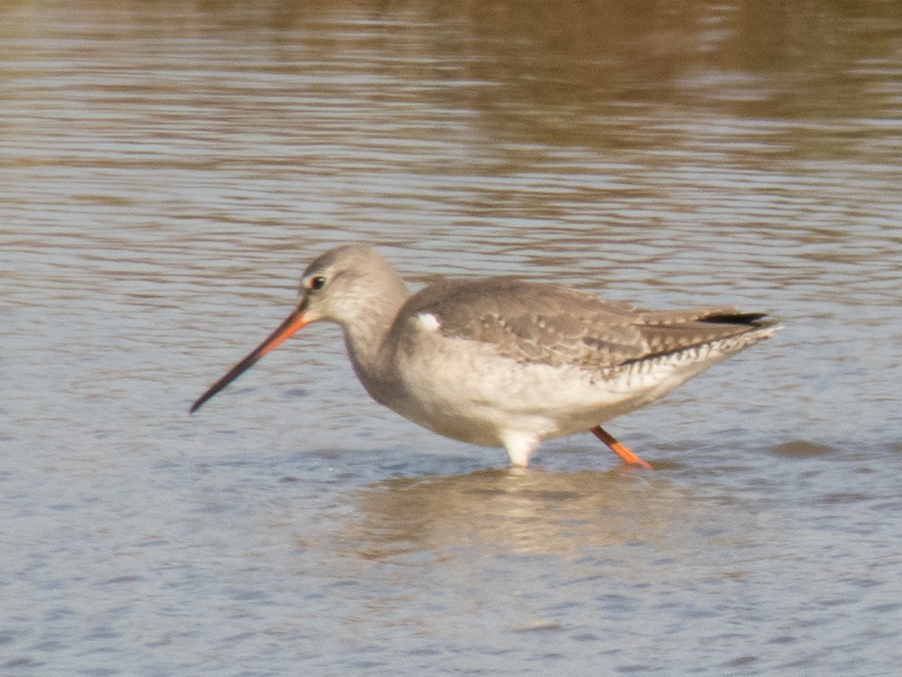 Spotted Redshank - ML86802761