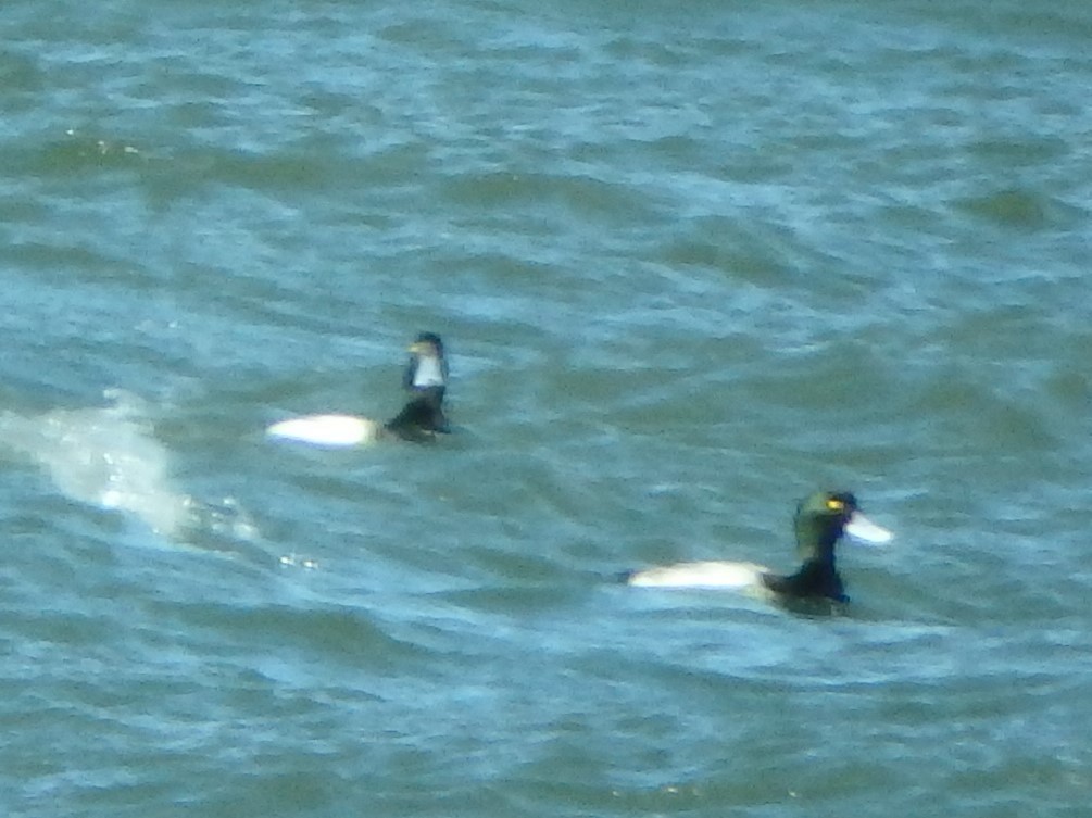 Greater Scaup - ML86803871