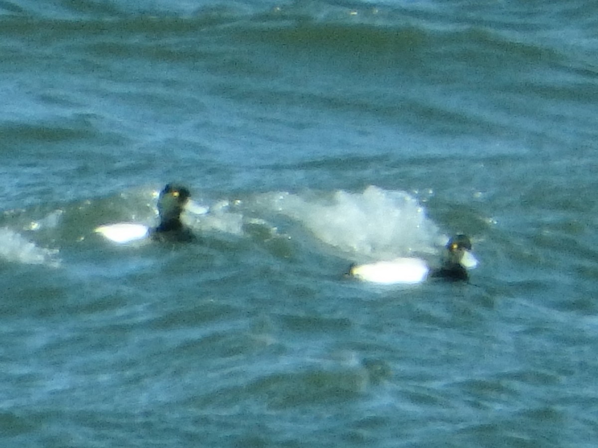 Greater Scaup - ML86803951