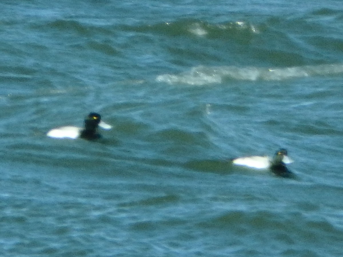 Greater Scaup - ML86803961
