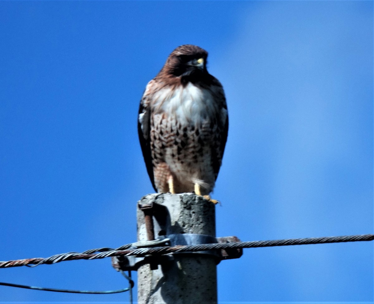 Red-tailed Hawk - Jaye Rykunyk