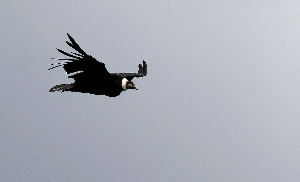 Andean Condor - Patrick MONNEY
