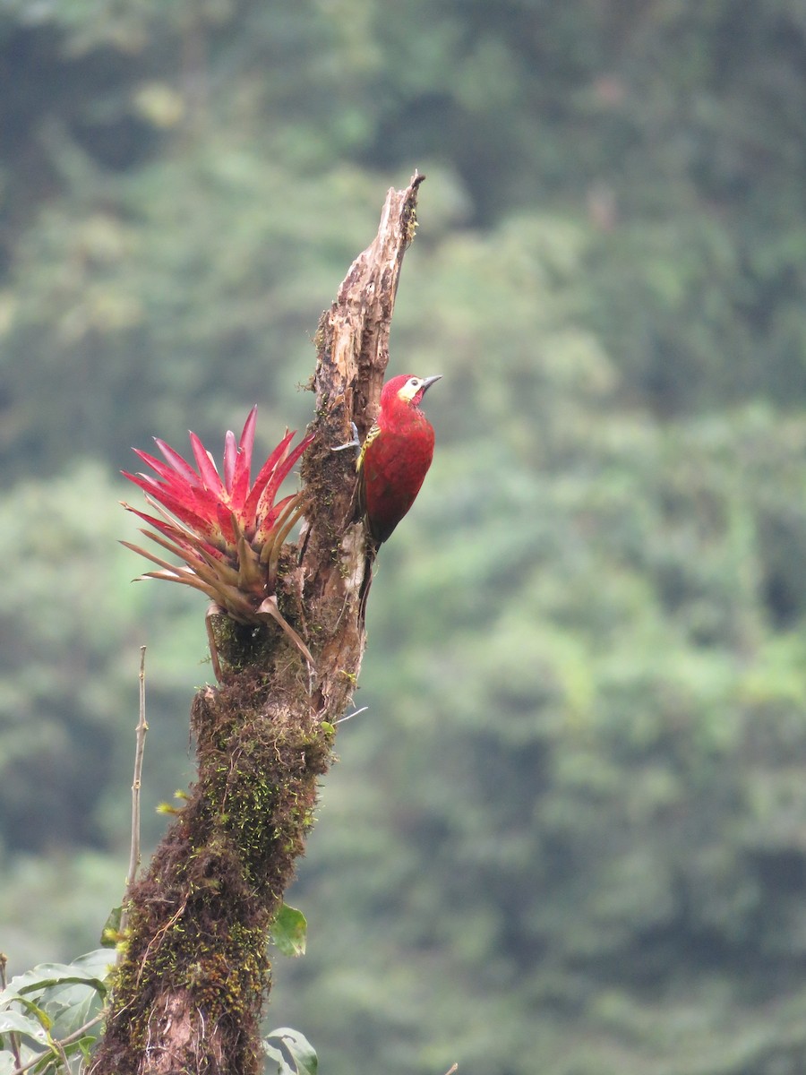Crimson-mantled Woodpecker - William Marengo