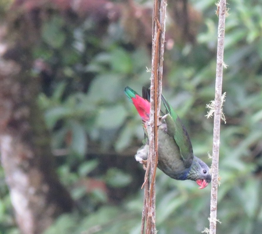 Red-billed Parrot - ML86806671