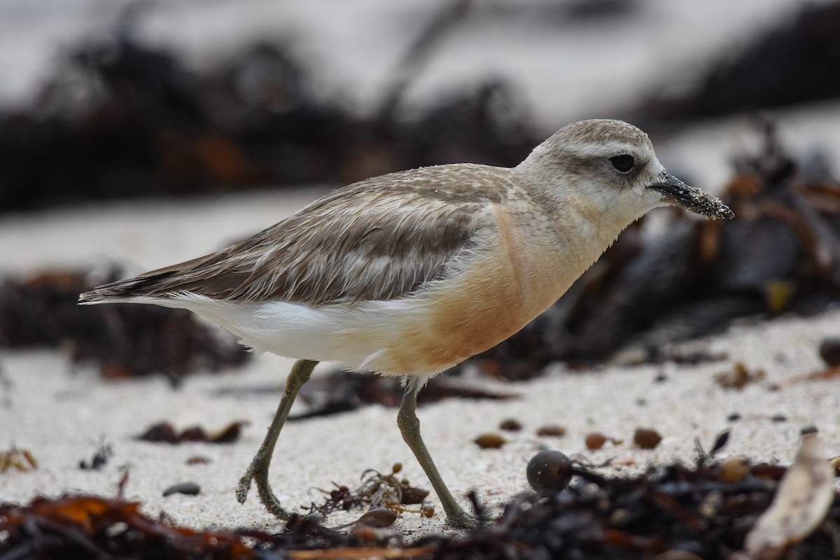 Red-breasted Dotterel - Daniele Mitchell
