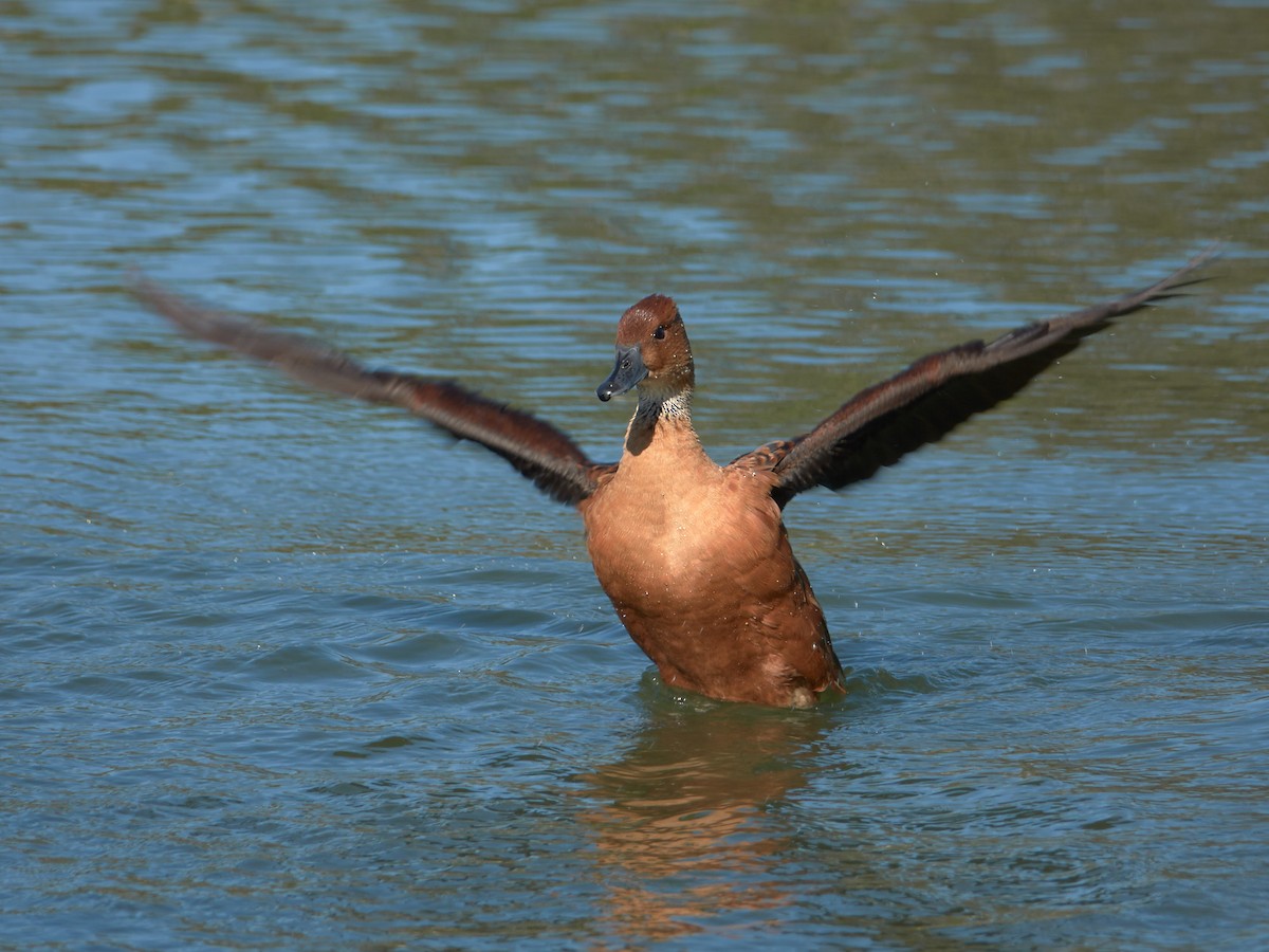 Fulvous Whistling-Duck - ML86810761