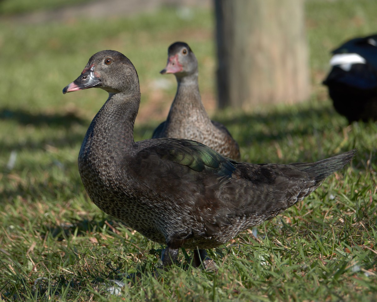 Muscovy Duck (Domestic type) - Stephen Mann