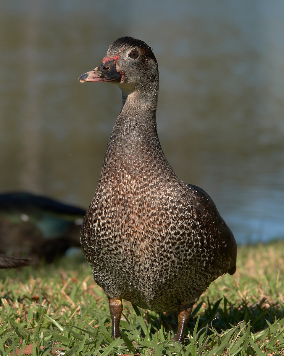 Muscovy Duck (Domestic type) - ML86810941