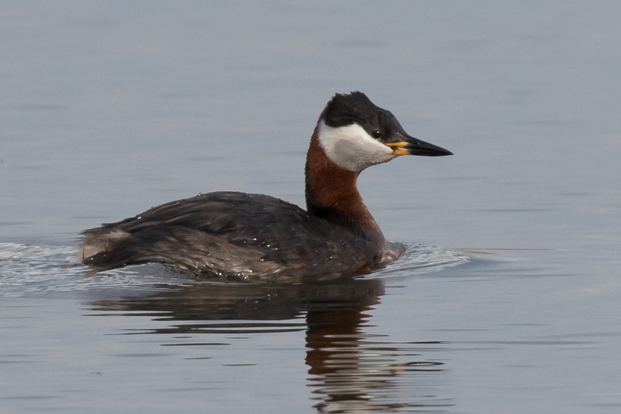 Red-necked Grebe - ML86812981