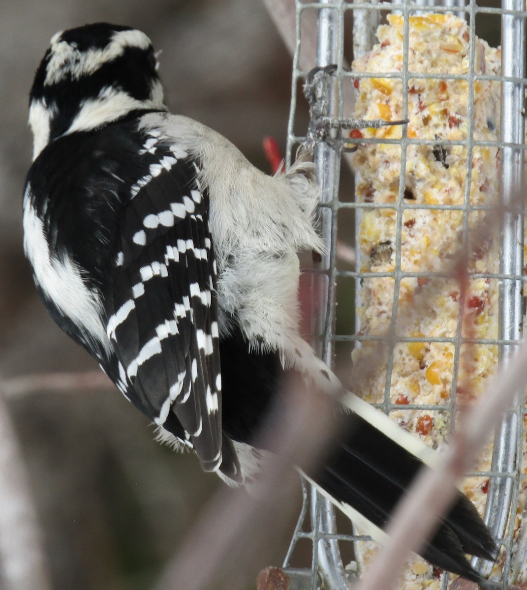 Downy Woodpecker - john tuach