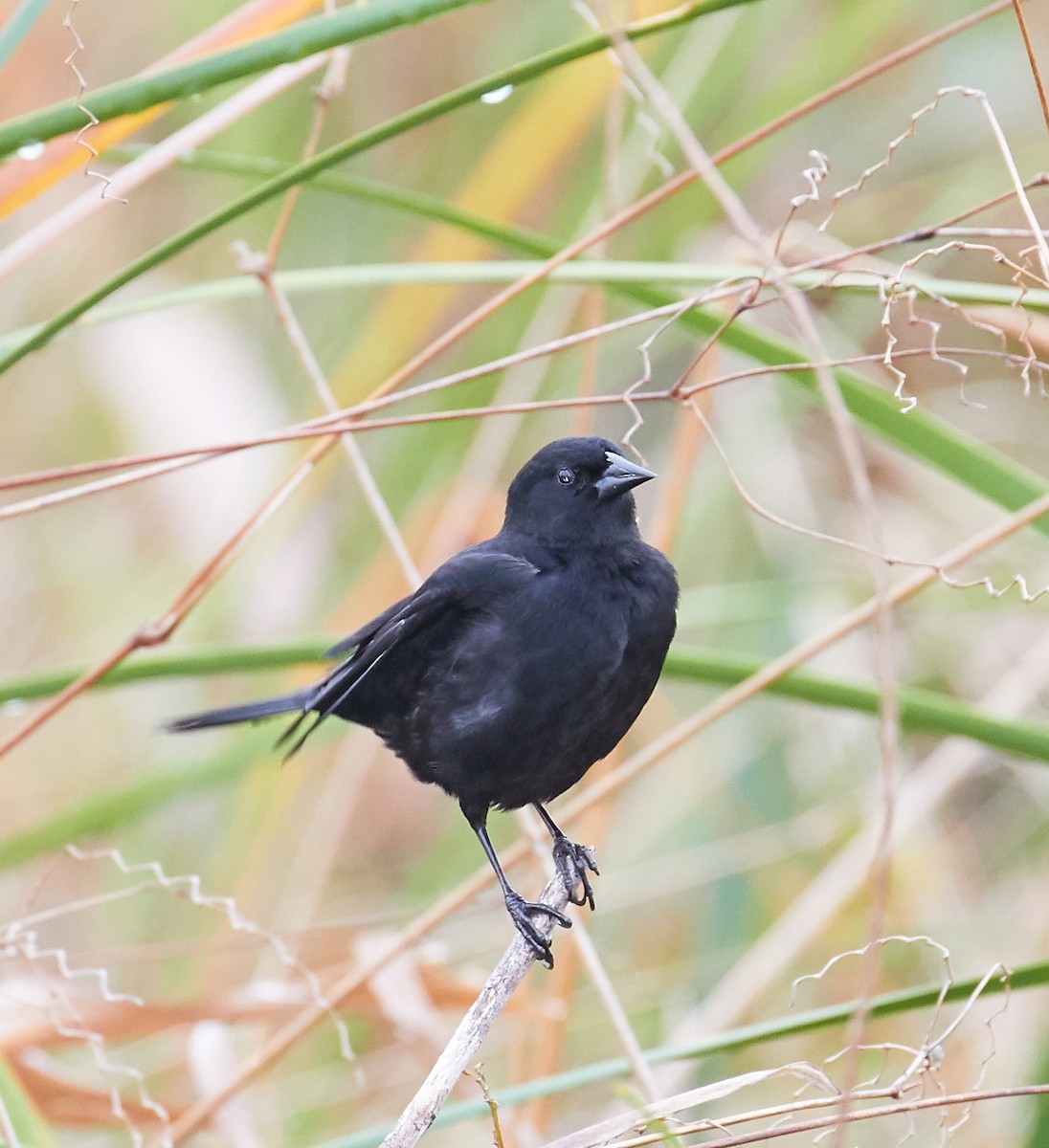 Red-shouldered Blackbird - Andrew Haffenden