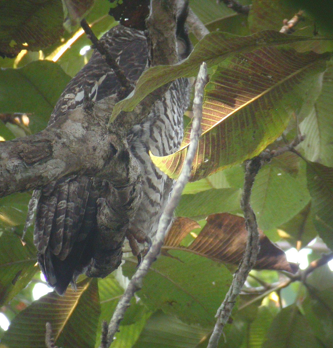 Spot-bellied Eagle-Owl - John Martin
