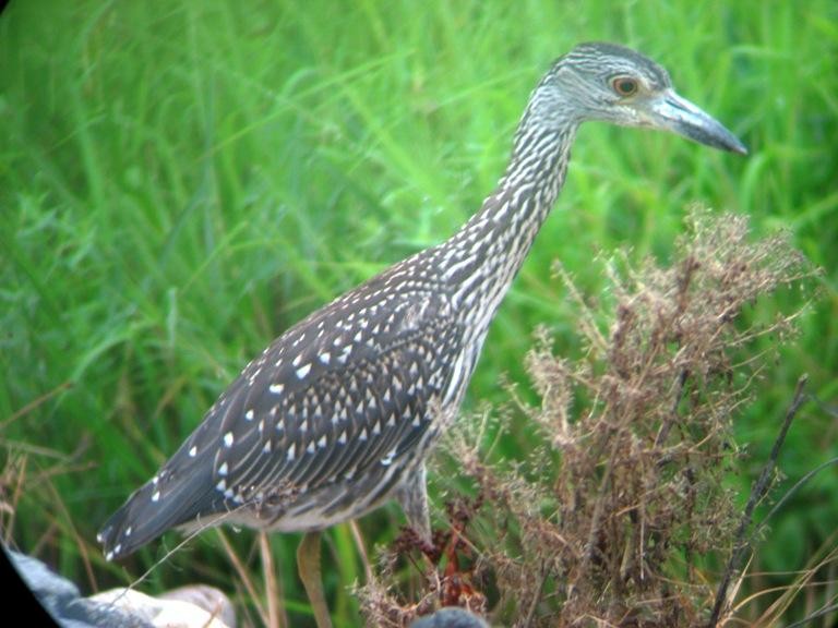 Yellow-crowned Night Heron - Jerry Smith