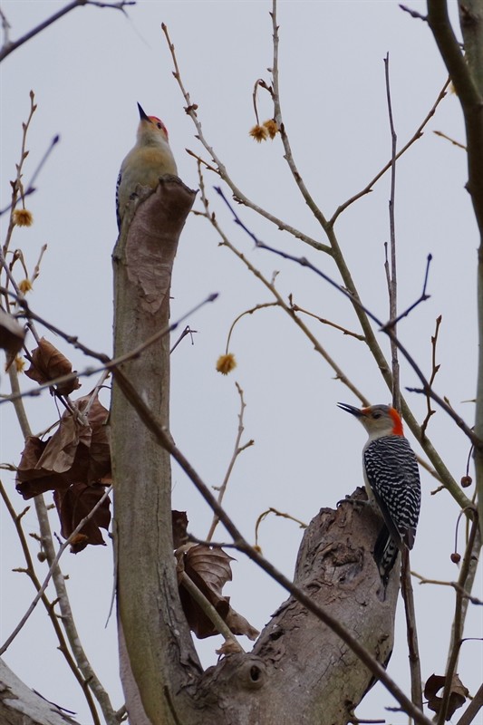 Red-bellied Woodpecker - Sally Harrington