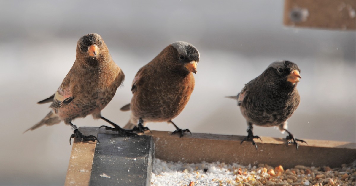 Brown-capped Rosy-Finch - Martina Nordstrand