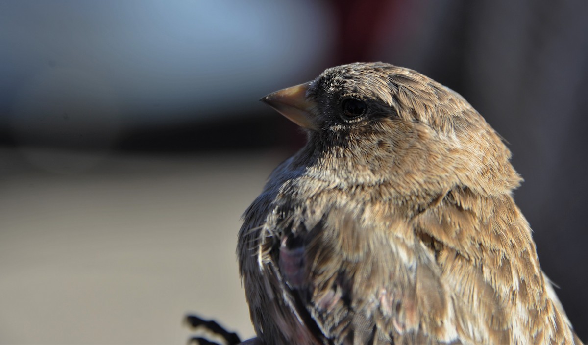 Brown-capped Rosy-Finch - ML86821821