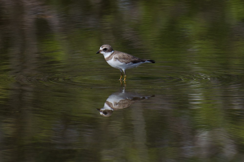 Semipalmated Plover - ML86823131