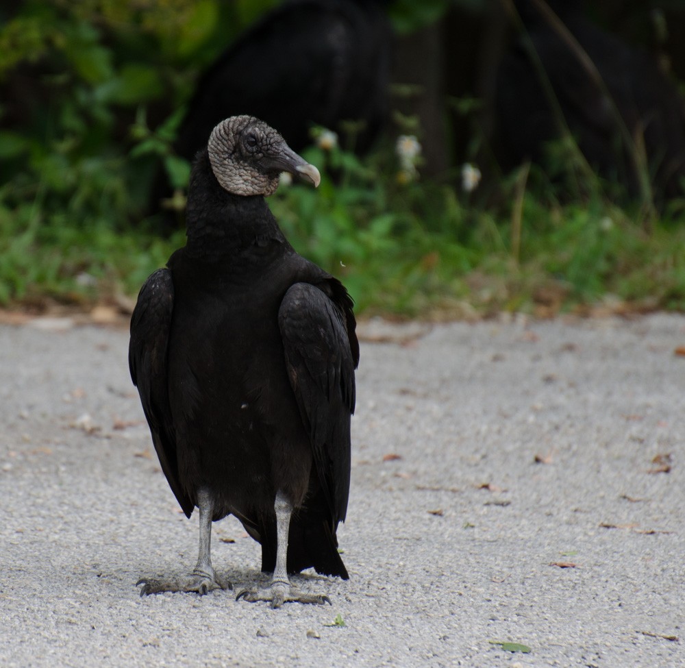 Black Vulture - Mark Davidson