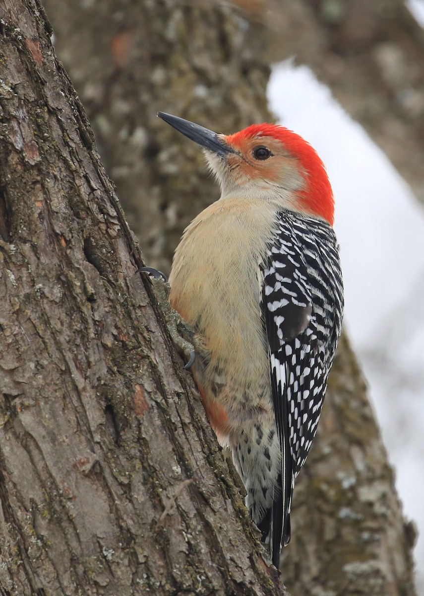 Red-bellied Woodpecker - Tim Lenz