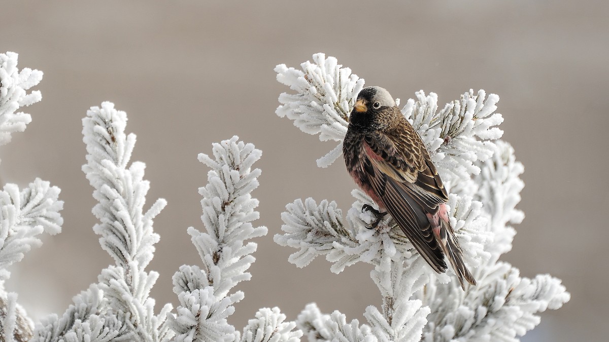 Black Rosy-Finch - Martina Nordstrand