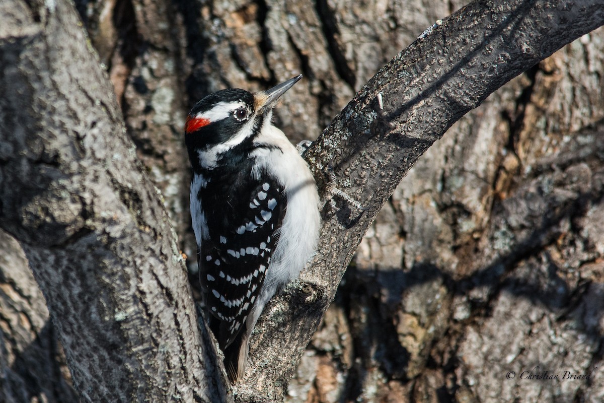 Hairy Woodpecker - Christian Briand
