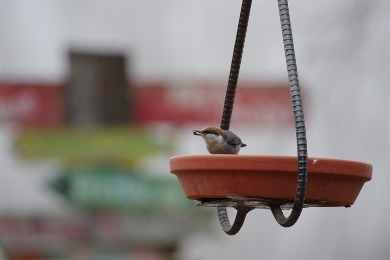 Brown-headed Nuthatch - ML86827451