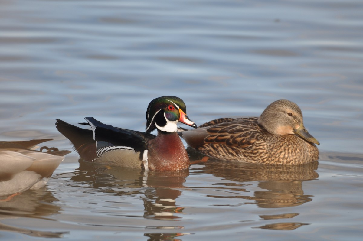 Wood Duck - Ethan Gosnell