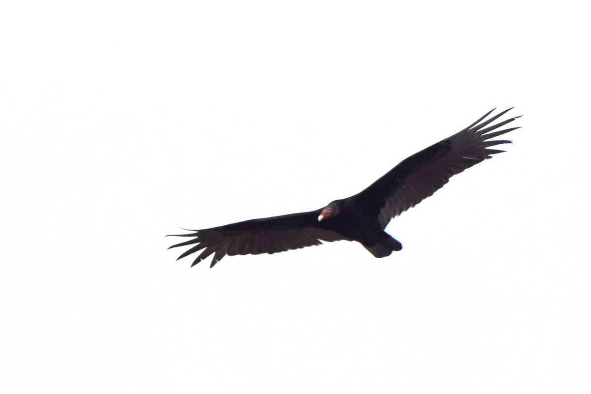 Turkey Vulture - ML86832631