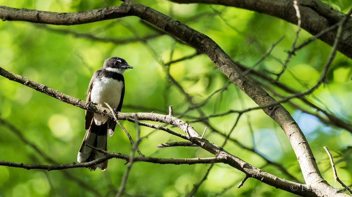 Philippine Pied-Fantail - Forest Botial-Jarvis