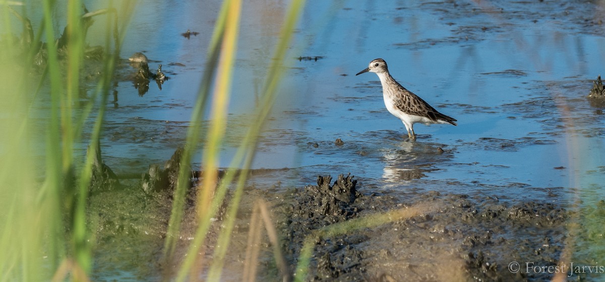 Sharp-tailed Sandpiper - Forest Botial-Jarvis