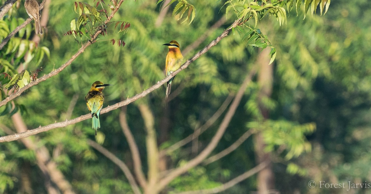 Blue-tailed Bee-eater - ML86836561