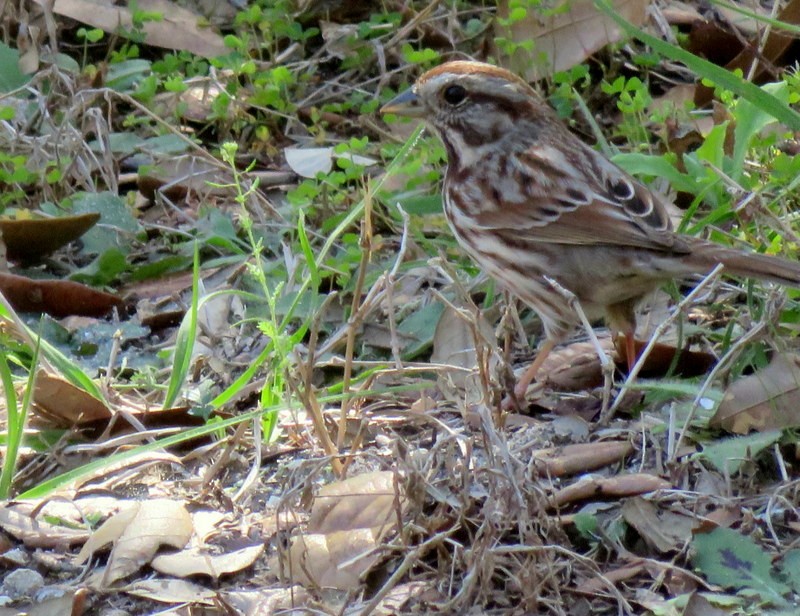 Song Sparrow - Diane Reed