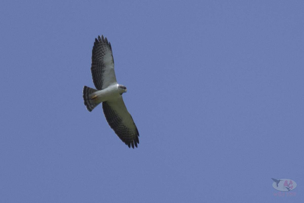Short-tailed Hawk - ML86839191