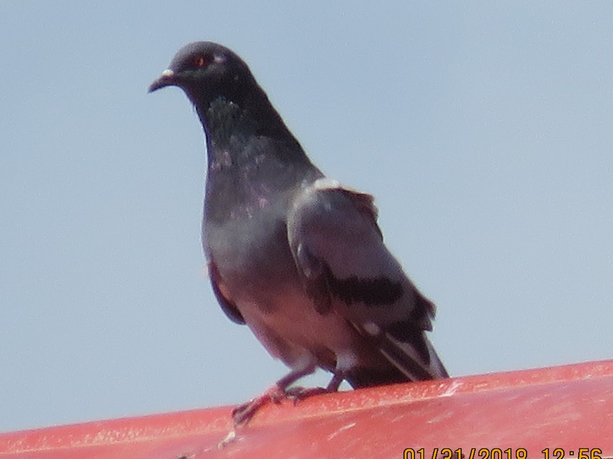 Rock Pigeon (Feral Pigeon) - Don Witter