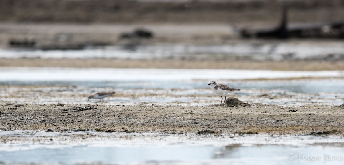 Greater Sand-Plover - Forest Botial-Jarvis