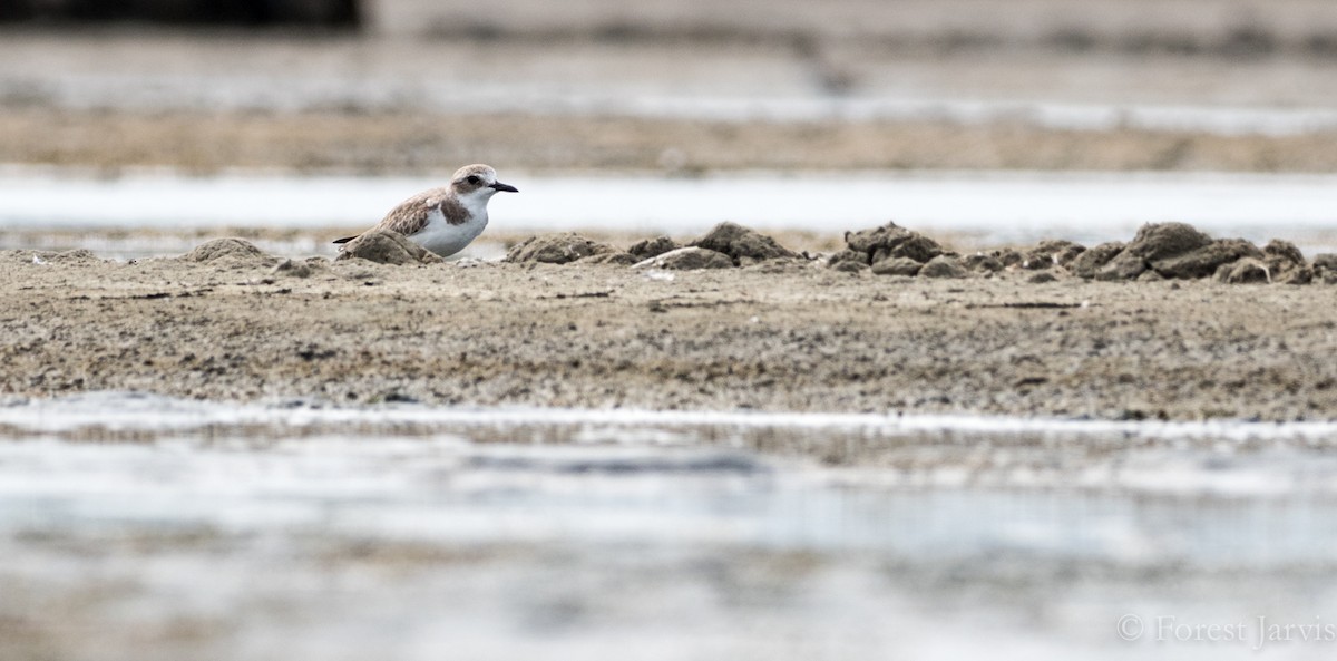 Greater Sand-Plover - Forest Botial-Jarvis