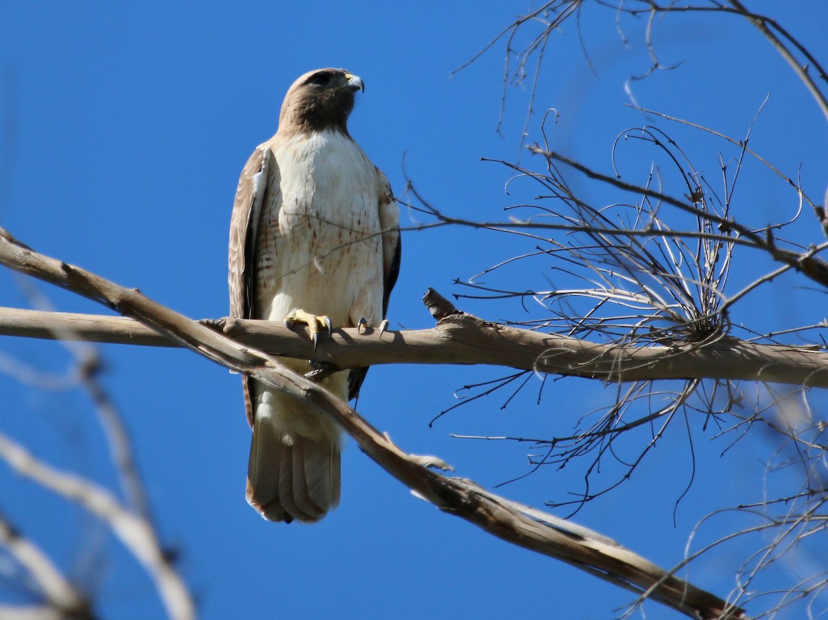 Red-tailed Hawk - Christine Jacobs