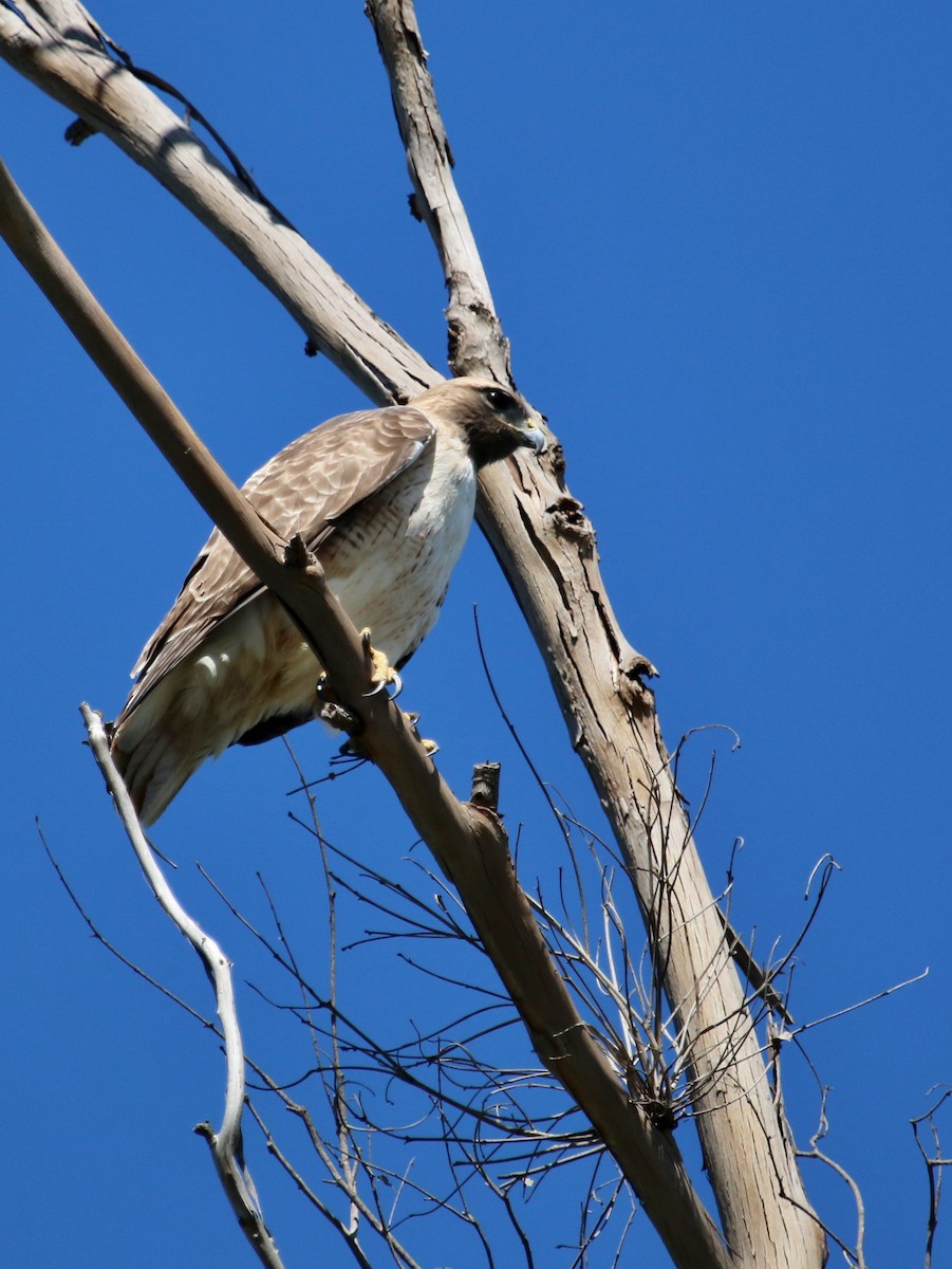 Red-tailed Hawk - ML86847721