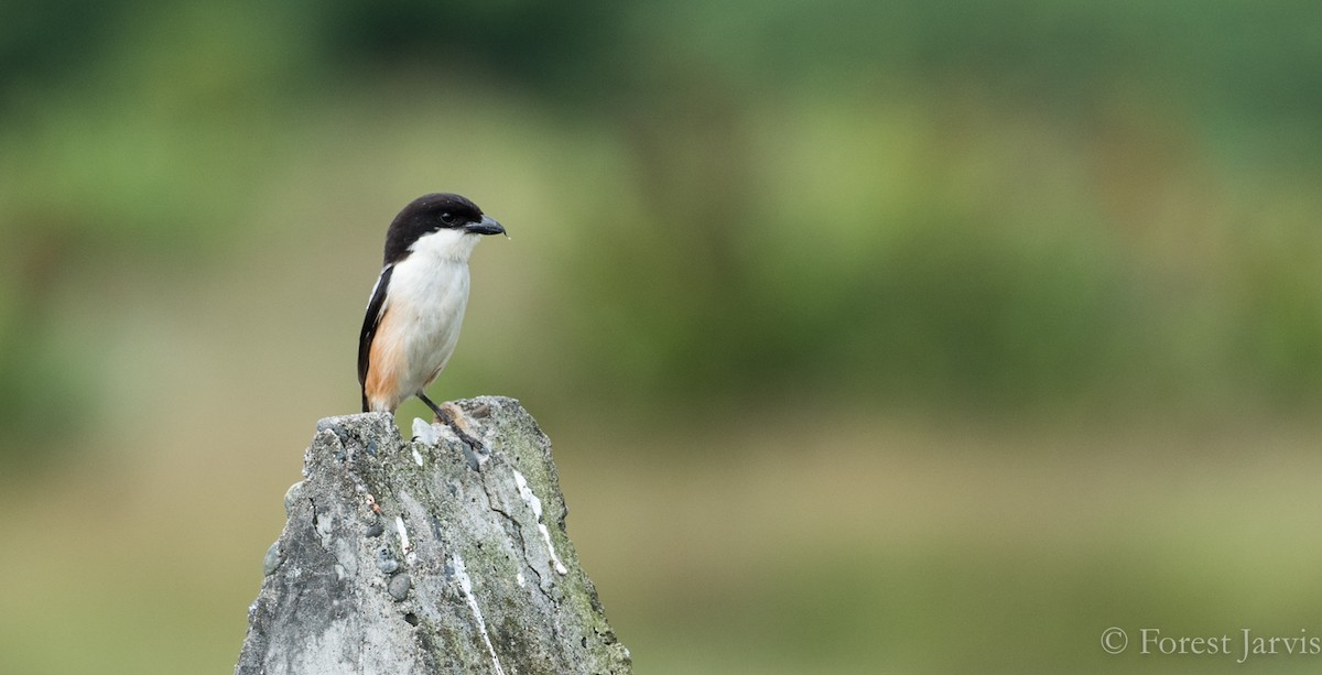 Long-tailed Shrike - Forest Botial-Jarvis