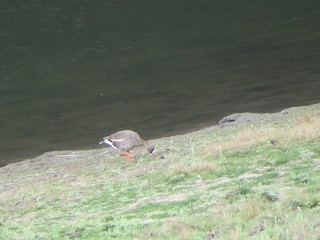 Greater White-fronted Goose, ML86848581