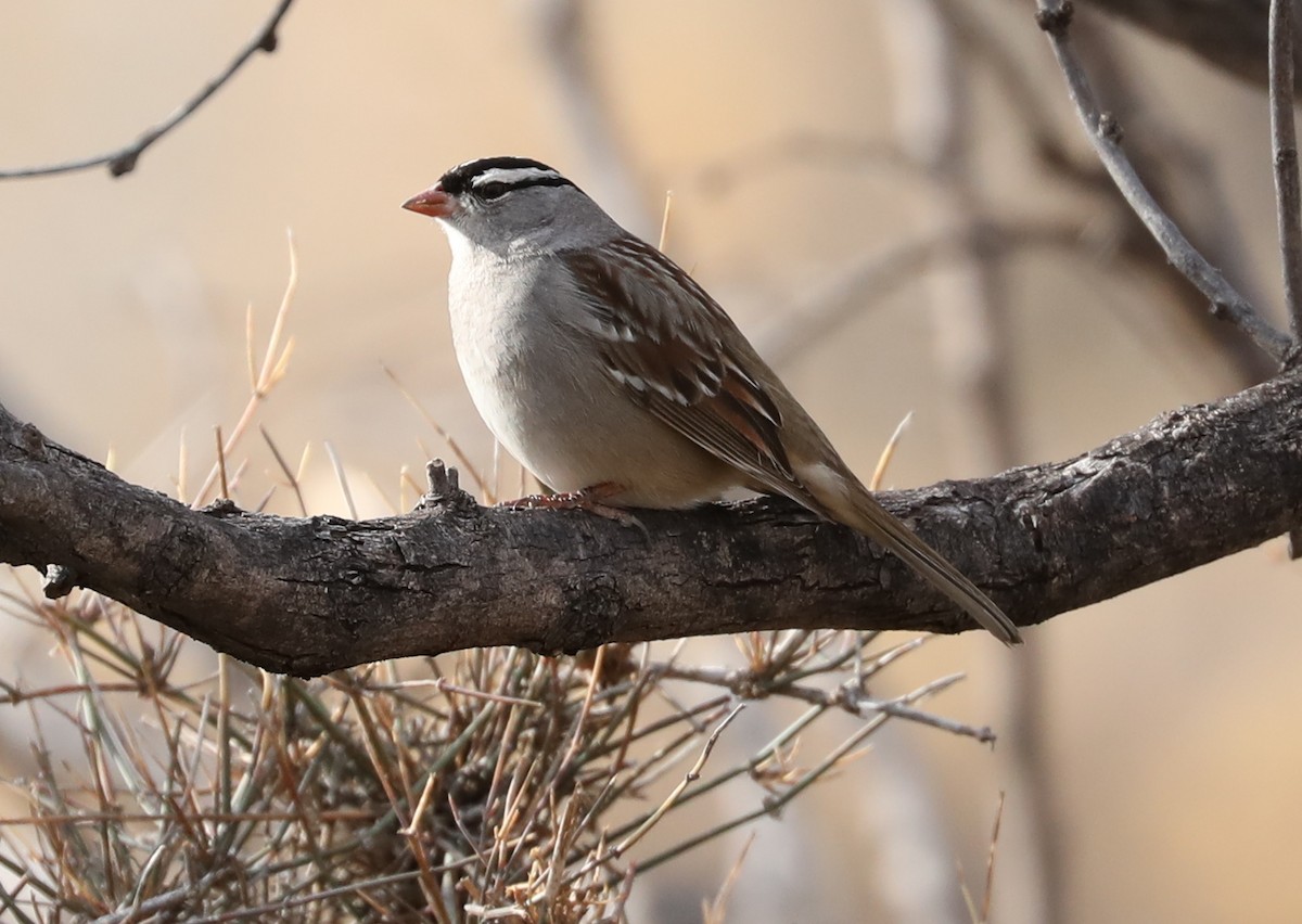 White-crowned Sparrow - ML86851291