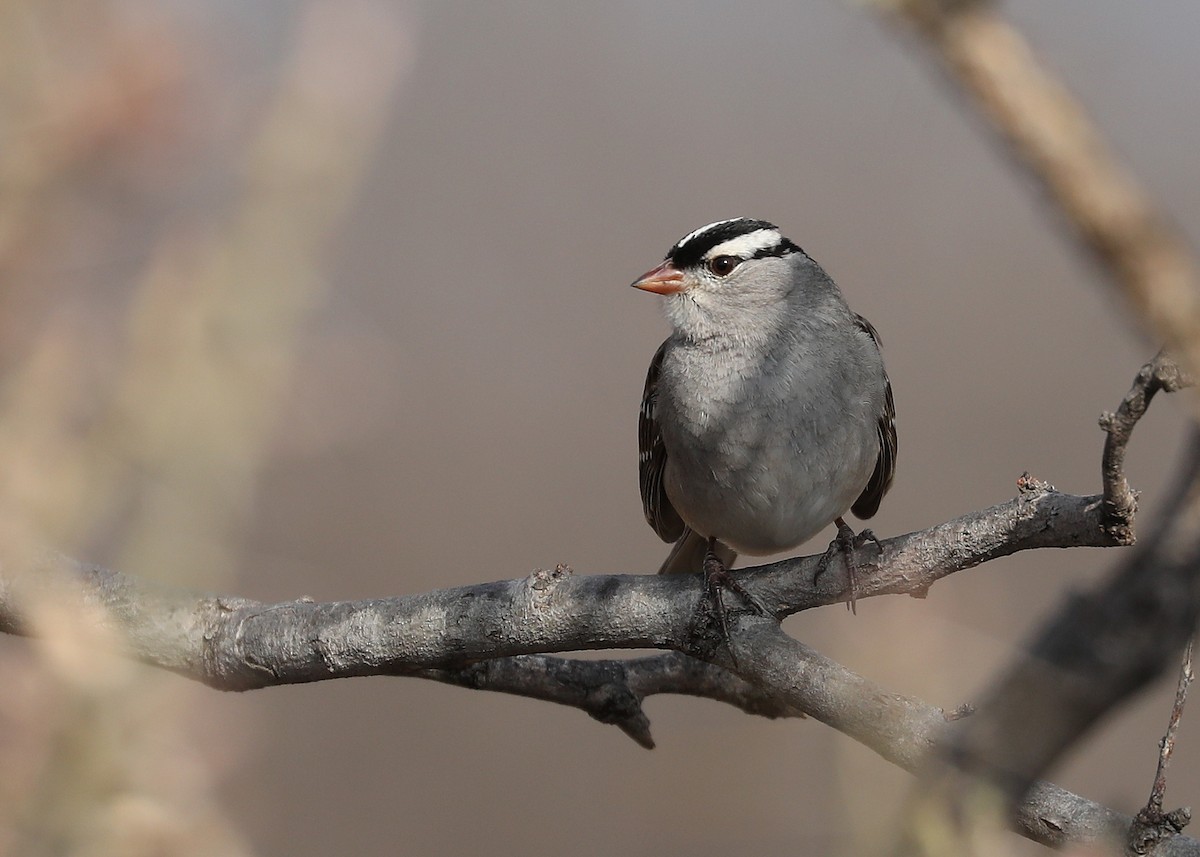 White-crowned Sparrow - ML86851371