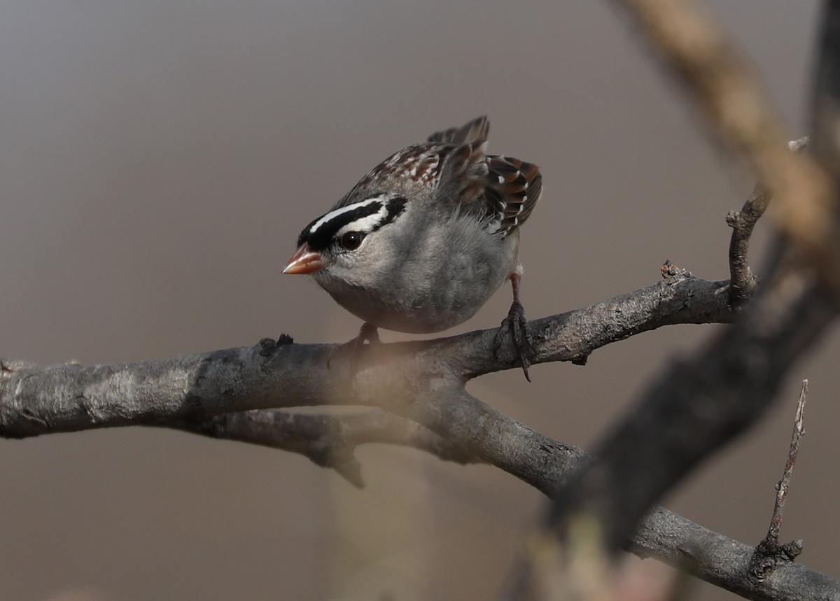 White-crowned Sparrow - ML86851431