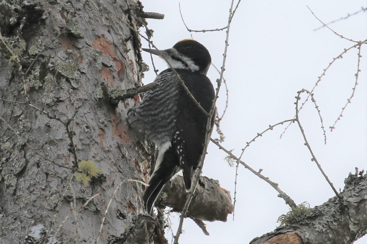 Black-backed Woodpecker - ML86856431