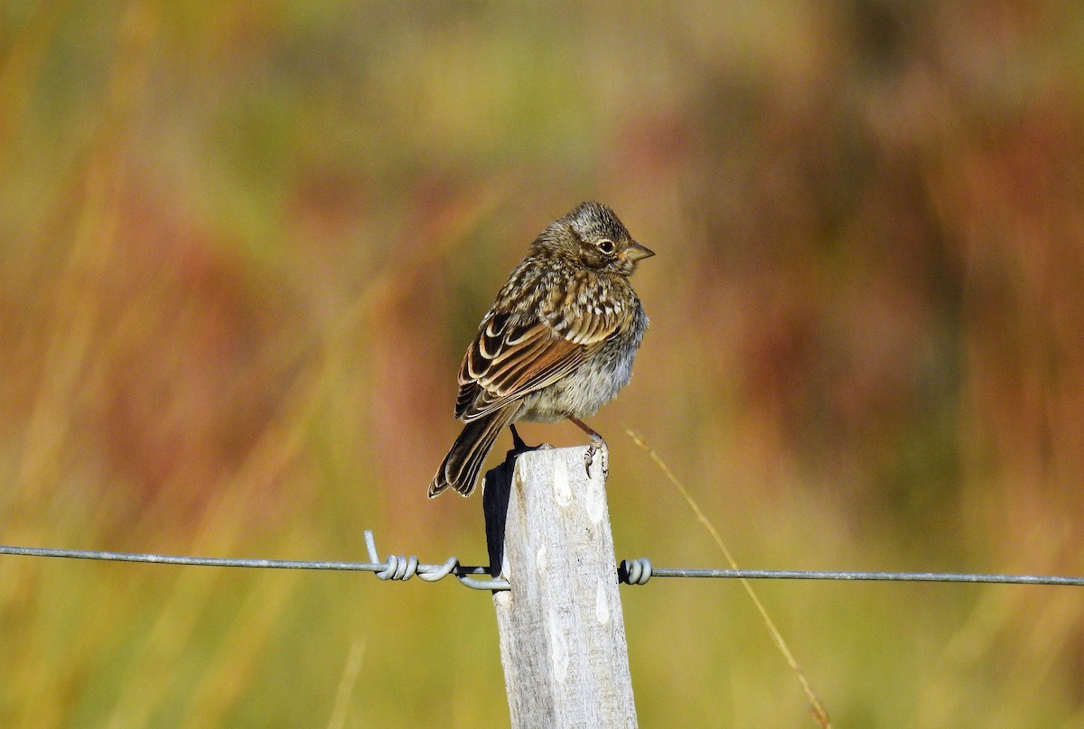 Rufous-collared Sparrow - ML86857391