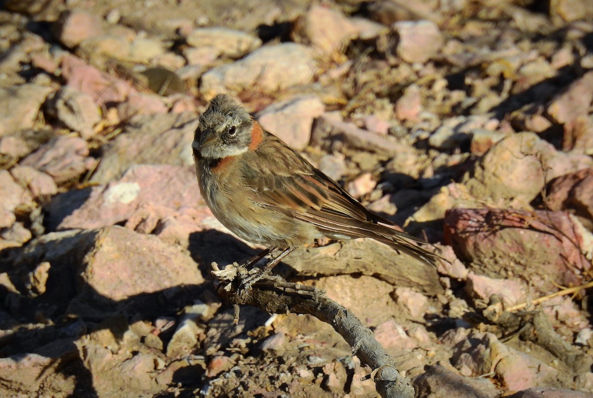 Rufous-collared Sparrow - ML86857401